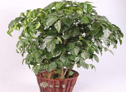 綠植花卉租賃