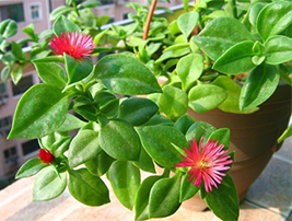西安綠植租擺
